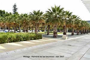 118- Malaga Palmeral Sorpresas